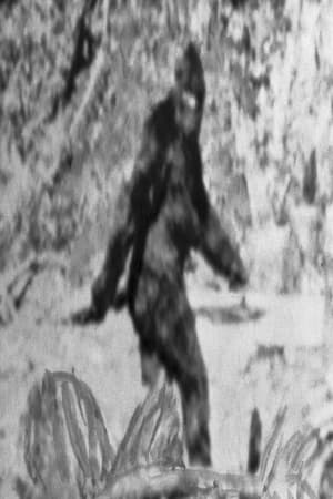 Image Untitled Sasquatch Film