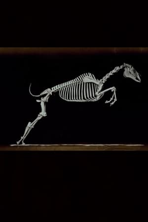 Image Skeleton of Horse