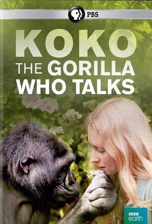 Image Koko: The Gorilla Who Talks to People
