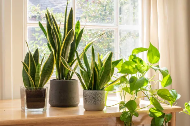 Image of indoor houseplants