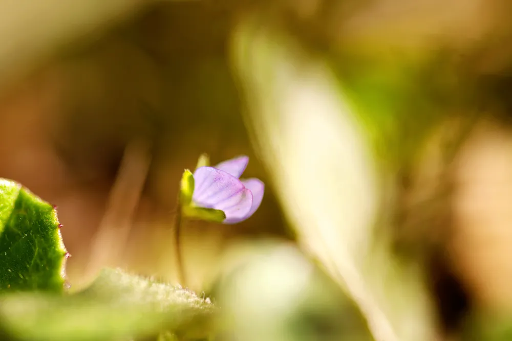 Portrait of a single flower spring background