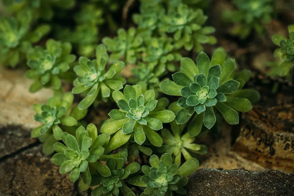 Green leaves of sedum compressum in botanical gard 1