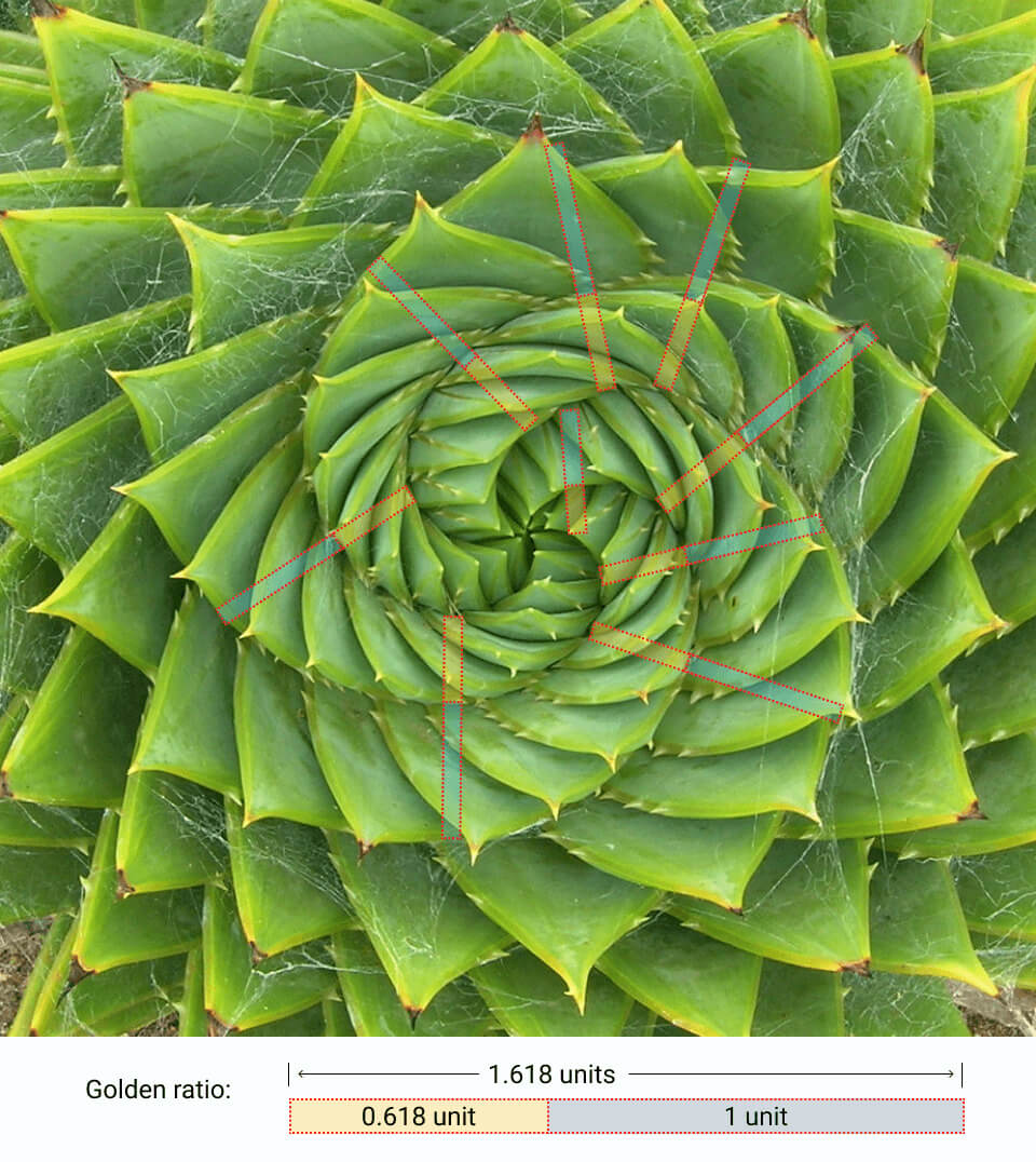 Aloe polyphylla: the golden ratio in nature