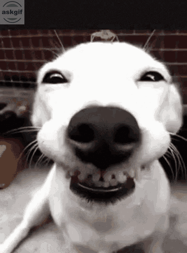 Ugly-Smile GIFs – All Gifs At One Place