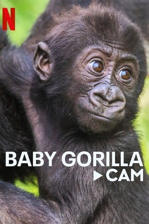 Image Bebé gorila - Webcam
