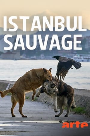 Image Istanbul sauvage