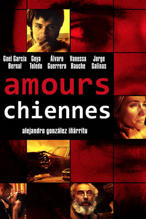 Image Amours chiennes