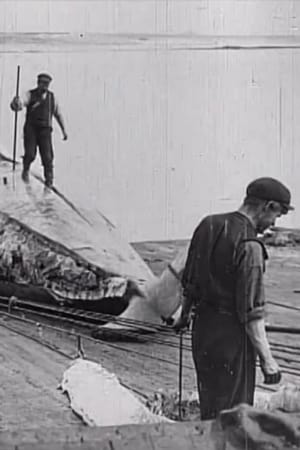 Image Whaling Afloat and Ashore