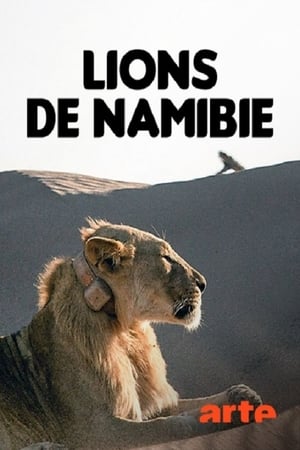 Image Lions de Namibie, les rois du désert