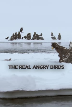Image The Real Angry Birds
