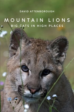 Image Mountain Lions: Big Cats in High Places