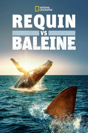 Image Requin vs Baleine