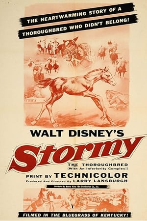 Image Stormy, the Thoroughbred