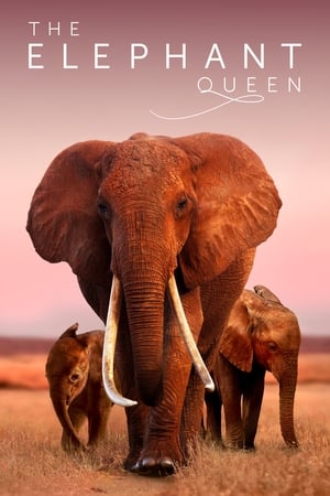 Image The Elephant Queen