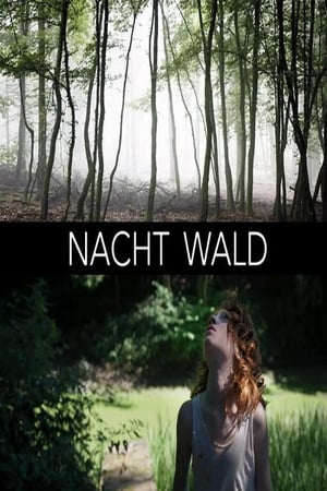 Image Nacht Wald