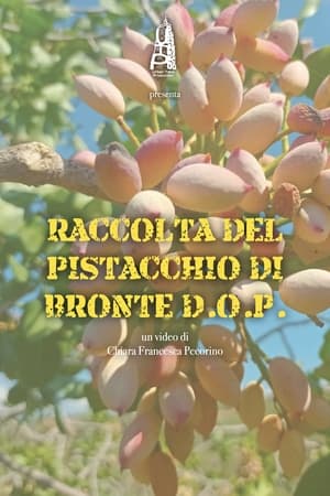 Image Raccolta del pistacchio di Bronte D.O.P.