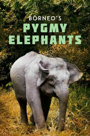 Image Borneo's Pygmy Elephants