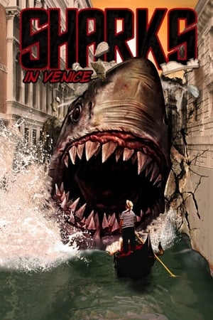 Image Shark in Venice