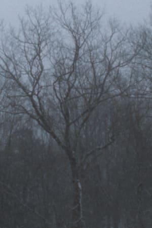 Image Snowfall