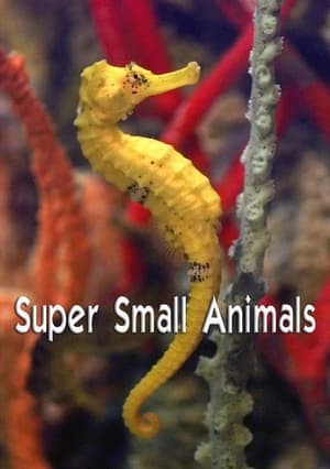 Image Super Small Animals