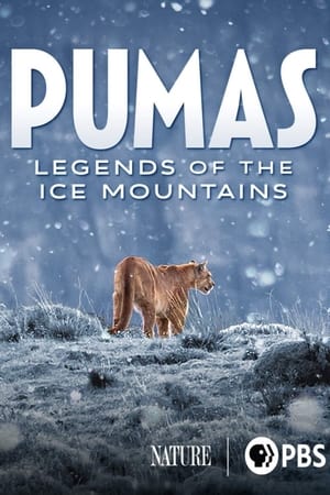 Image Pumas - In der Wildnis Patagoniens