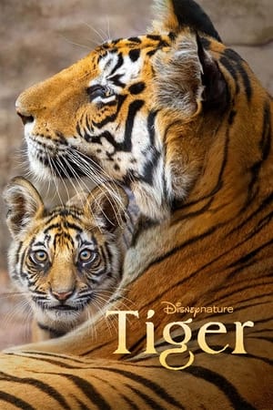 Image Tiger