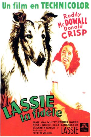 Image Fidèle Lassie