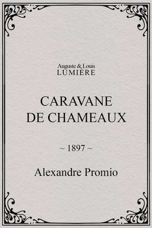 Image Caravane de chameaux