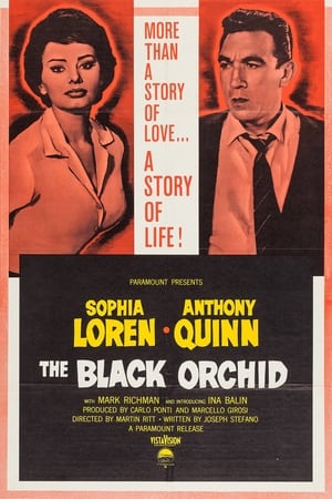 Image The Black Orchid