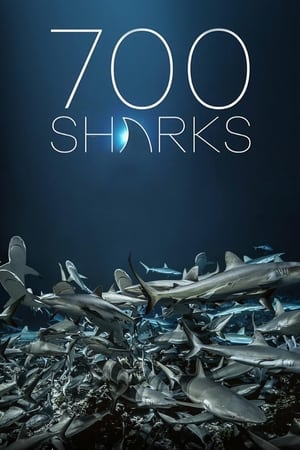 Image 700 Sharks