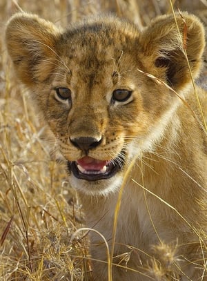 Image Serengeti - La grande cavalcade des animaux