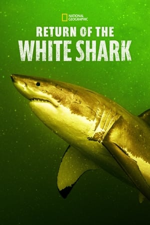 Image Return of the White Shark