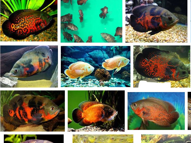 Download Wallpaper Aquarium 3d Bergerak Images Hewan Lucu Via Hewan Lucu Blogspot Com Image Num 48