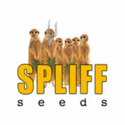 Free Spliff Seeds Promo Sale