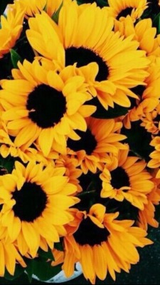 Tumblr Cute Wallpapers Sunflowers
