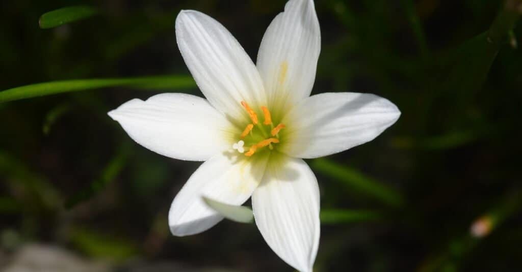Are Lilies Poisonous To Dogs Or Cats? AZ Animals