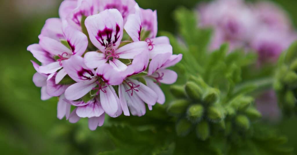Are Geraniums Poisonous To Dogs or Cats? AZ Animals