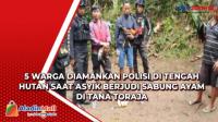 5 Warga Diamankan Polisi di Tengah Hutan saat Asyik Berjudi Sabung Ayam di Tana Toraja