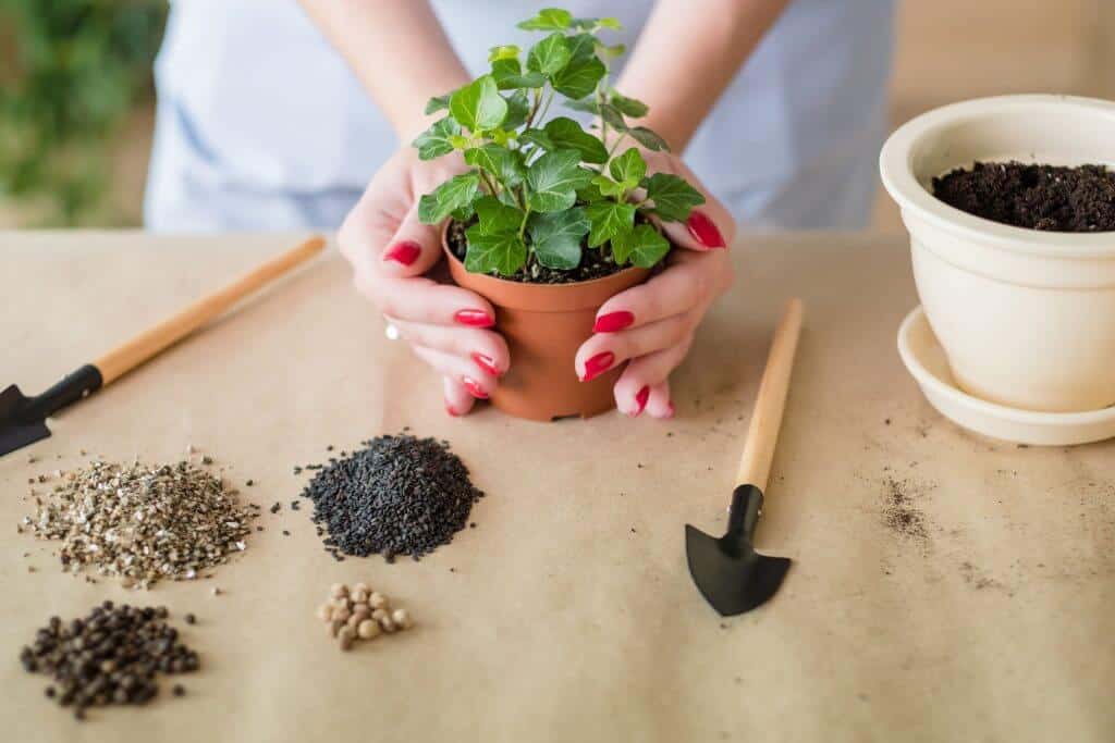 How to Take Care of Indoor Plants in Summer