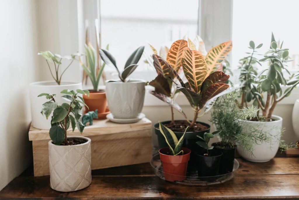 How to Take Care of Indoor Plants in Summer