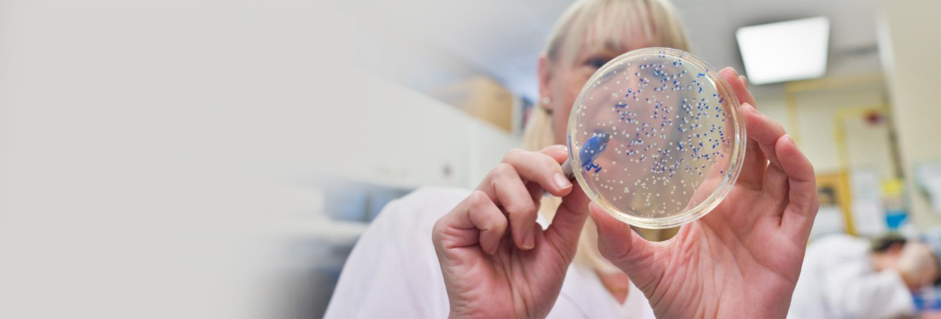 Doctor analyzing culture in petri dish.