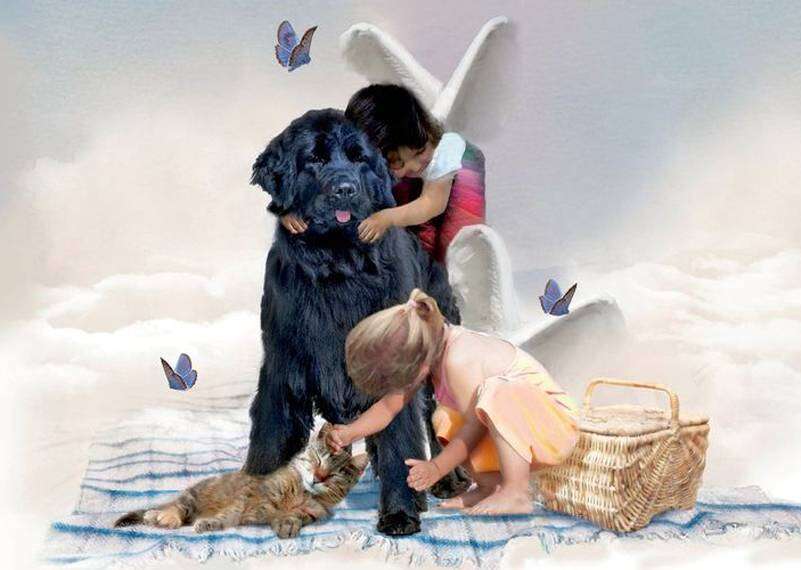 Consiglio Angelico: ama gli animali