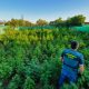 ntervenidas 1140 planta de marihuana y tres vecinos detenidos en Utrera