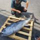Interceptado en Utrera con un atún de 40 kilos pescado sin licencia