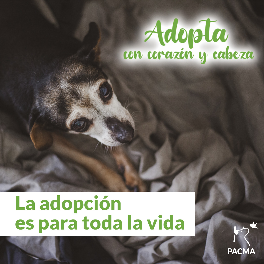 PACMA lanza una campaña para fomentar la adopción responsable Pacma-animales