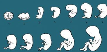 مراحل الحمل والولادة: رحلة جميلة مليئة بالتحديات