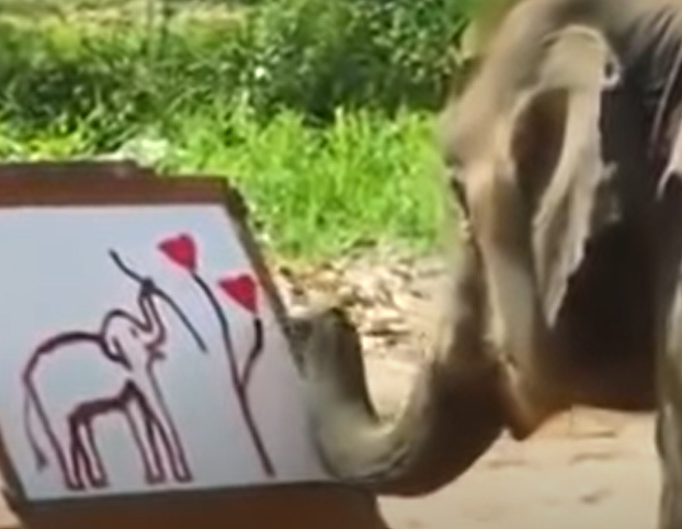سودا.. فيل يرسم نفسه بخرطومه… شاهد بالفيديو