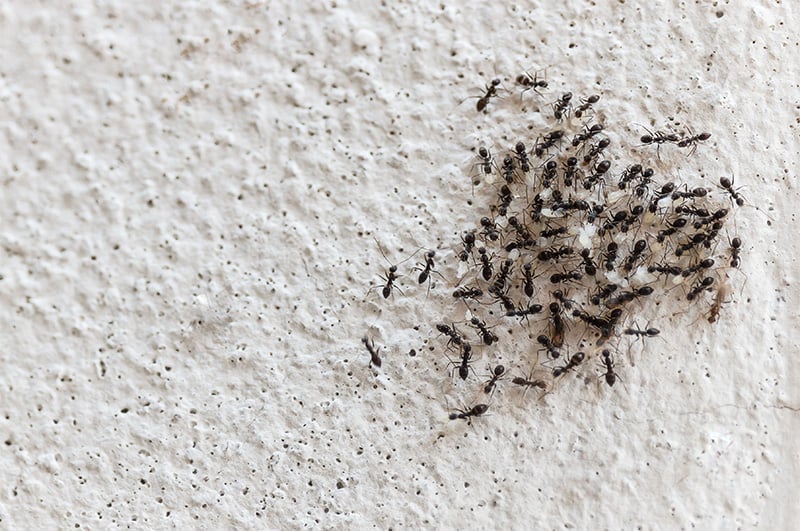 5 طرق مضمونة للتخلص من نمل الصيف نهائيا 