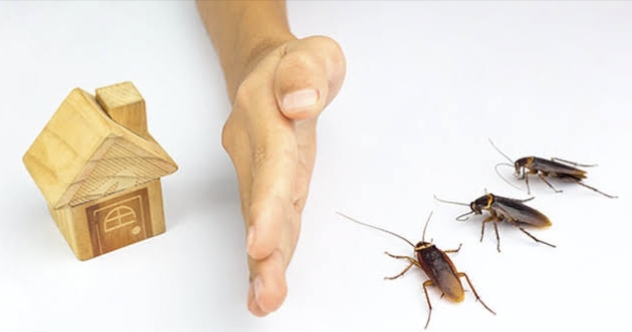 التخلص من النمل والصراصير والحشرات بشكل نهائي في المنزل 