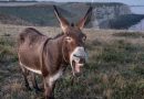 Slaughter of donkeys bans